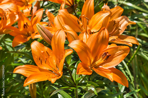 Fototapeta Naklejka Na Ścianę i Meble -  closeup of orange lilies in bloom