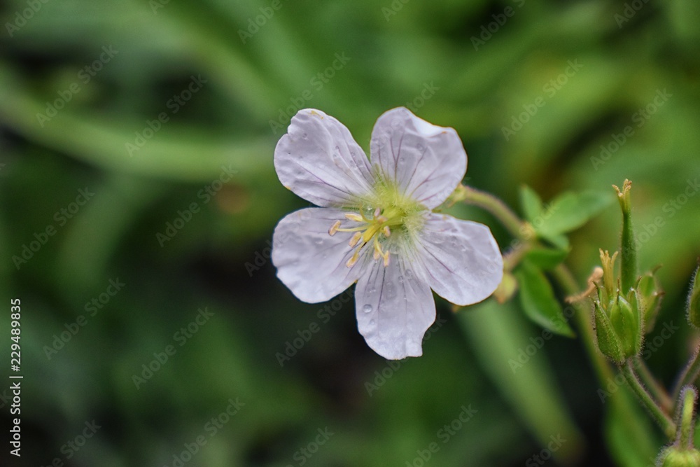 Rocky Mountain wildflowers in macro close up view in full summer bloom in the forest along hiking trails to Doughnut Falls in Big Cottonwood Canyon, in the Wasatch front Rocky Mountains, Utah, Western Rocky Mountain wildflowers in macro close up view in full summer bloom in the forest along hiking trails to Doughnut Falls in Big Cottonwood Canyon, in the Wasatch front Rocky Mountains, Utah, Western