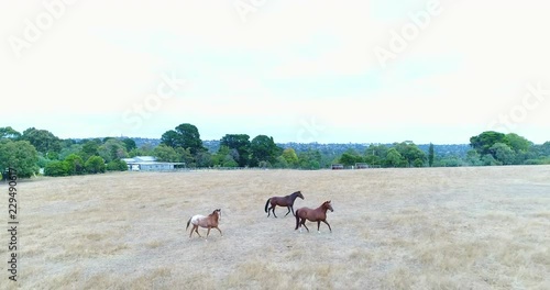 Following horses in an open field photo