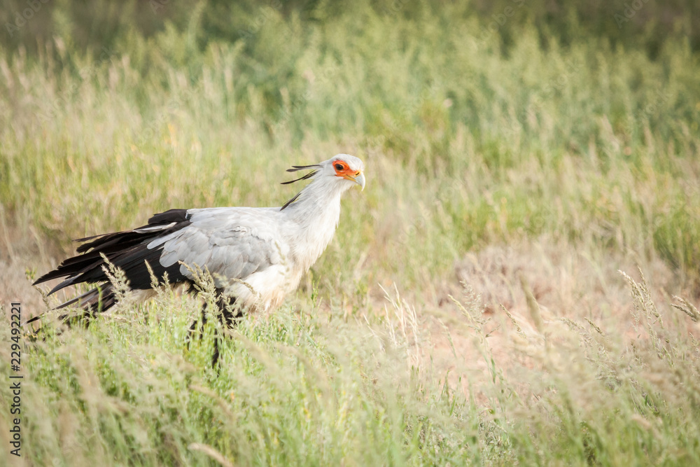 Large adult secretary bird hunting for prey in the long tall grass. Large adult secretary bird hunting for prey in the long tall grass.