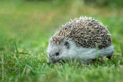 A hedgehog walking in a green meadow