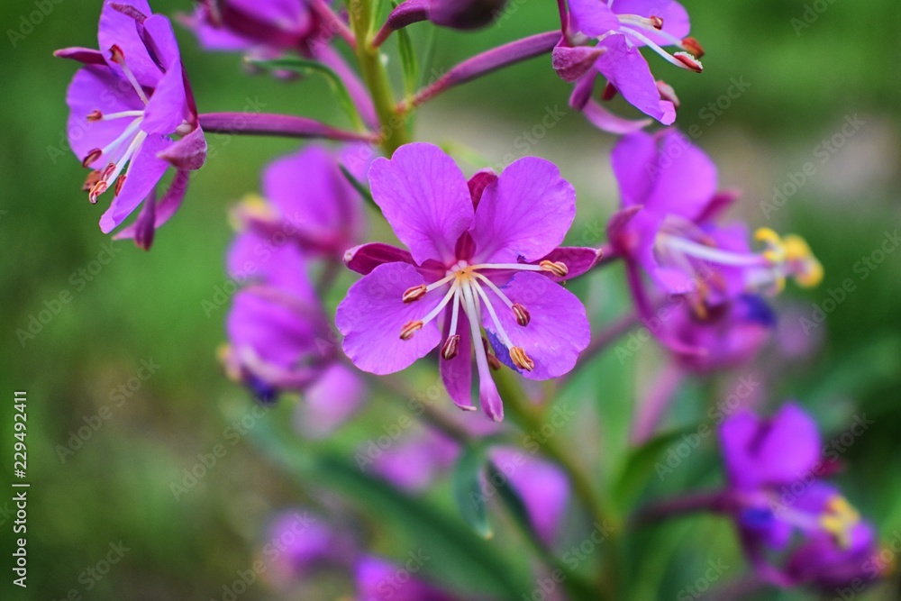 Rocky Mountain wildflowers in macro close up view in full summer bloom in the forest along hiking trails to Doughnut Falls in Big Cottonwood Canyon, in the Wasatch front Rocky Mountains, Utah, Western Rocky Mountain wildflowers in macro close up view in full summer bloom in the forest along hiking trails to Doughnut Falls in Big Cottonwood Canyon, in the Wasatch front Rocky Mountains, Utah, Western