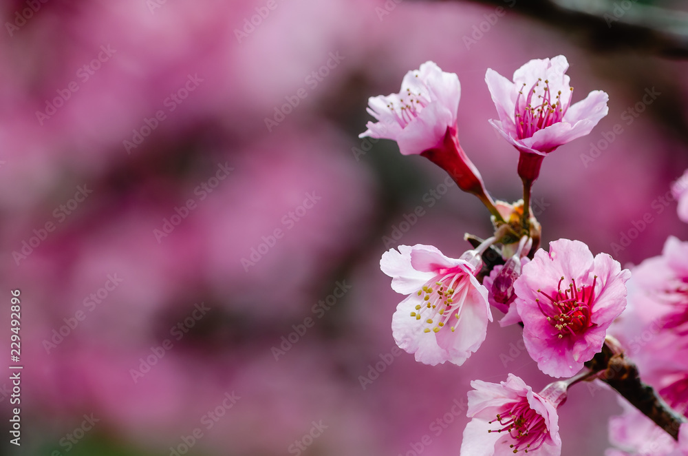 Pink color cherry blossom flower with beautiful pink flowers bokeh. Pink color cherry blossom flower with beautiful pink flowers bokeh.