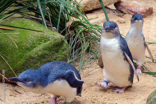 Cute Australian little penguins