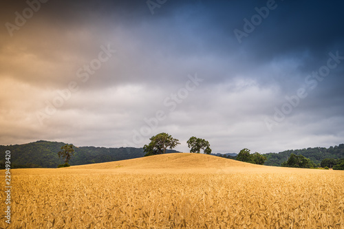 Paso Robles Vineyard 2