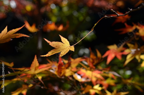 紅葉のある風景
