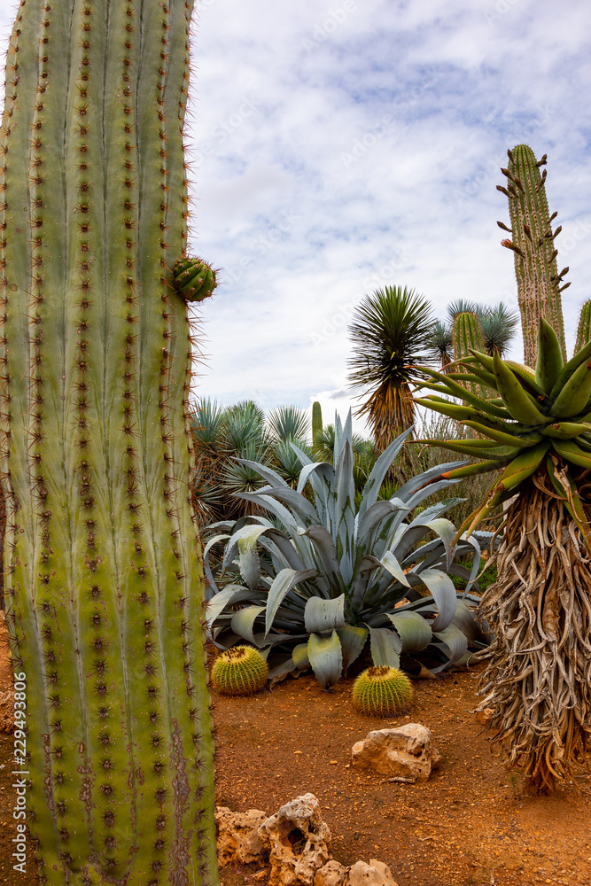 Fototapeta premium Mallorca, Urlaub, Kakteen, Natur, Wandern