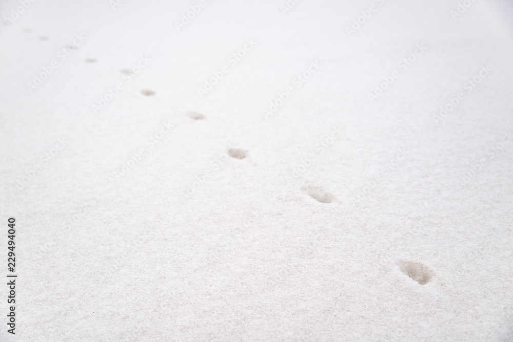 steps of the animal on white snow. steps of the animal on white snow.