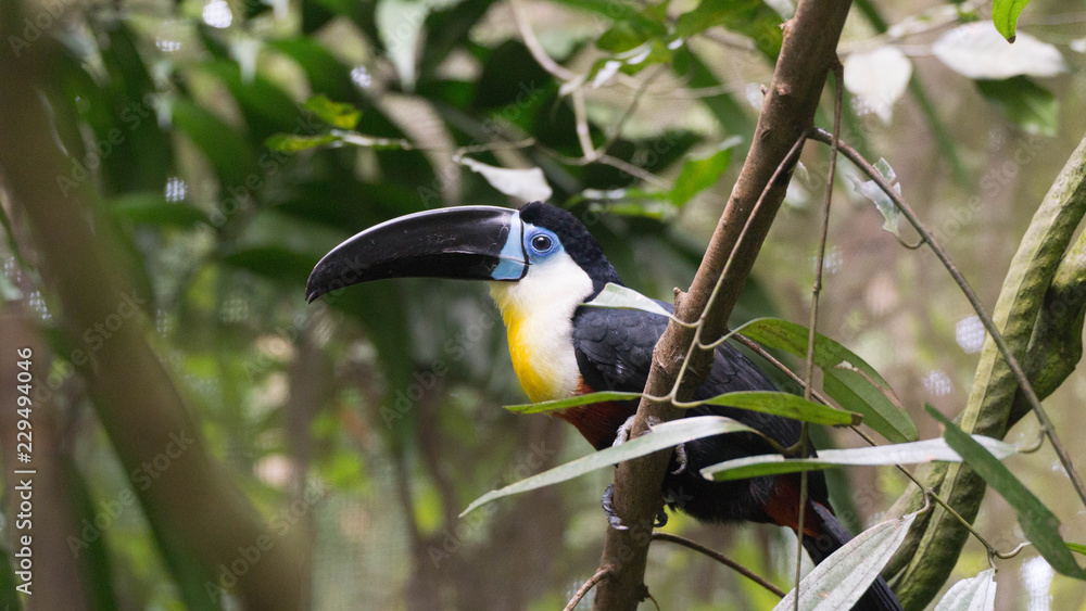 Obraz premium Beautiful The channel-billed toucan in Singapore ZOO