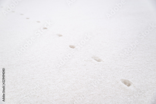 steps of the animal on white snow.