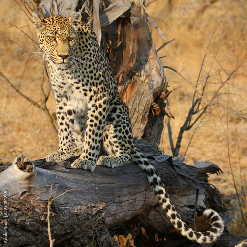 African leopard at Kruger National Park