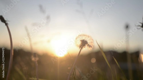 Flowers & sunset photo