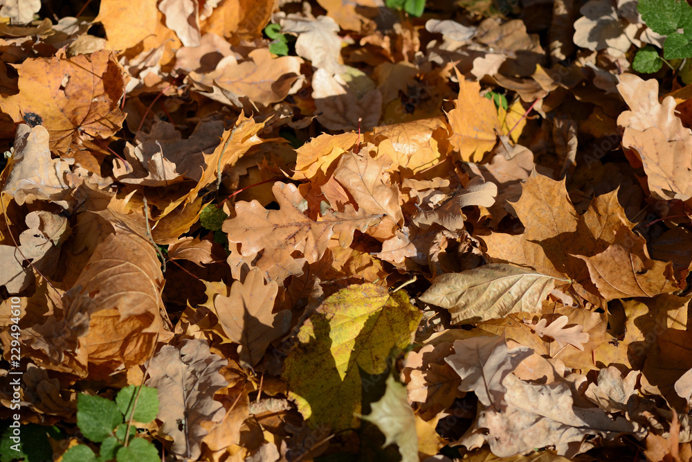 Background of dry leaves lit by the sun in the autumn forest
