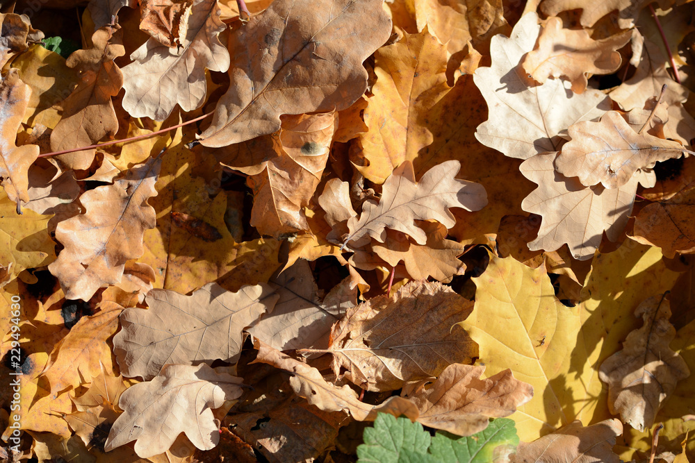 Background of dry leaves lit by the sun in the autumn forest
Background of dry leaves lit by the sun in the autumn forest