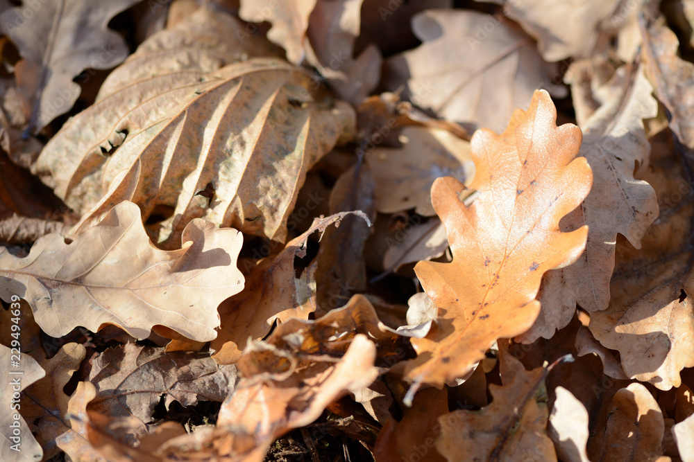 Background of dry leaves lit by the sun in the autumn forest
