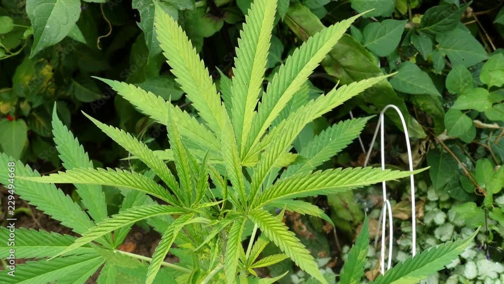 Slow panning and zooming into a marijuana (pot) plant growing in a