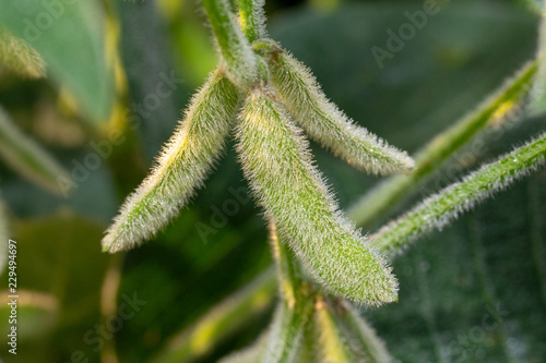 pubescent soybean pods with dew on them