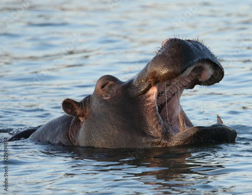 Hippo in Zambezi River