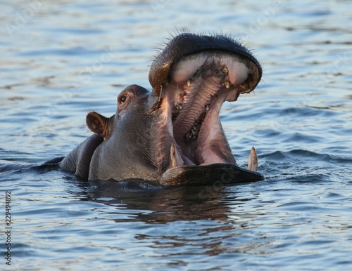 Hippo in Zambezi River