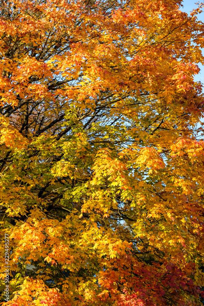 detailed shot of autumn leaves on the tree display green, yellow and orange colour detailed shot of autumn leaves on the tree display green, yellow and orange colour