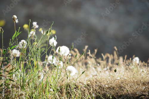 Natural background with fluffy plants in dry grass. photo