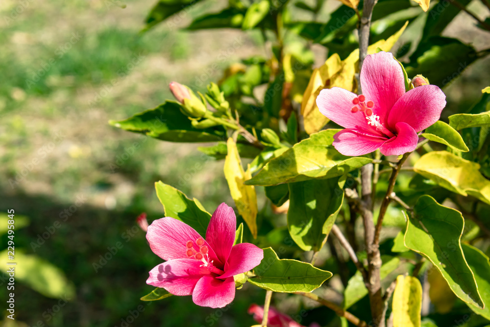Obraz premium Pink Hibiscus syriacus flower in garden.