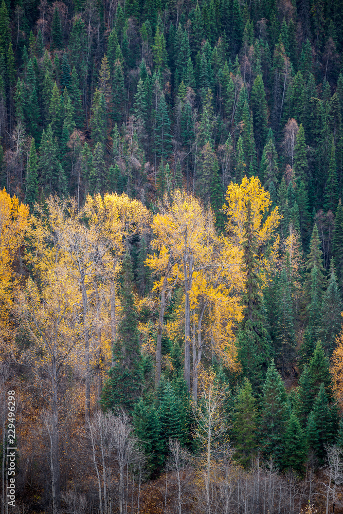 Autumn Forest in the Valley