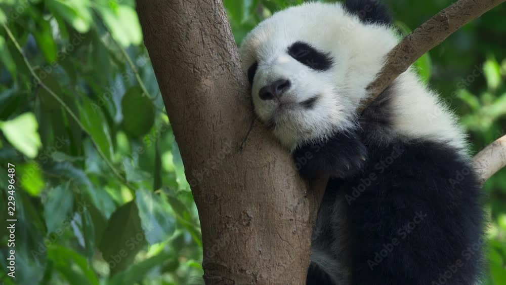 Adorable and funny baby panda sleeping on a tree, swaying. Green juicy leaves background. 4K, UHD Adorable and funny baby panda sleeping on a tree, swaying. Green juicy leaves background. 4K, UHD