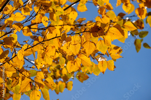 golden coloured autumn leaves back lit by the sun under the blue sky on a sunny day