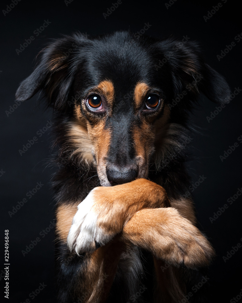 Portrait of Border collie isolated on black background Portrait of Border collie isolated on black background