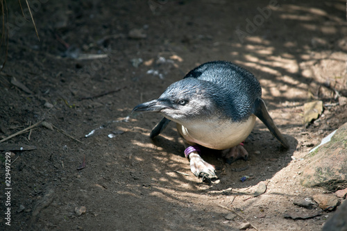 little penguin walking