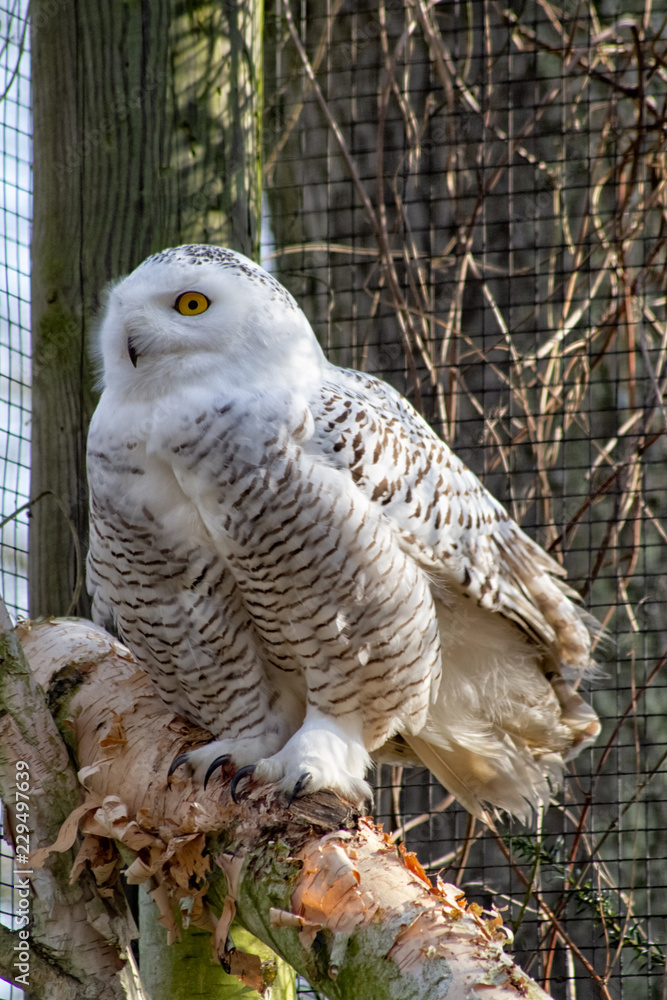 Fototapeta premium great horned owl
