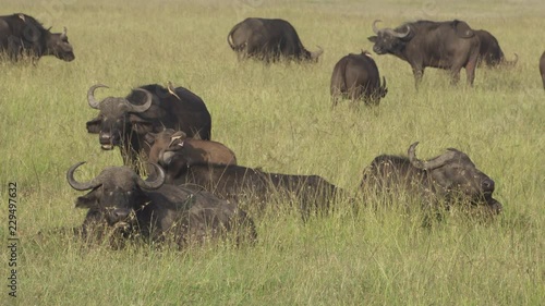 A herd of African buffaloes sitting in the grass chewing their cud as a flurry of birds annoy them by walking across their faces and bodies photo