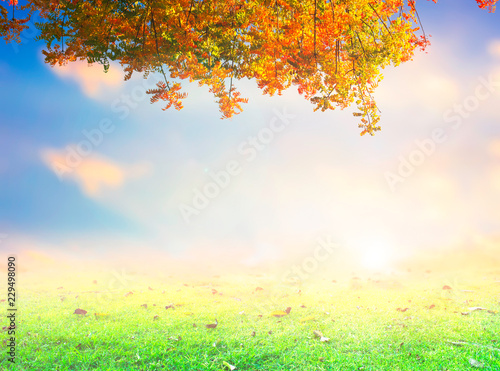 Seasonal concept: Season of beautiful autumn leaves
