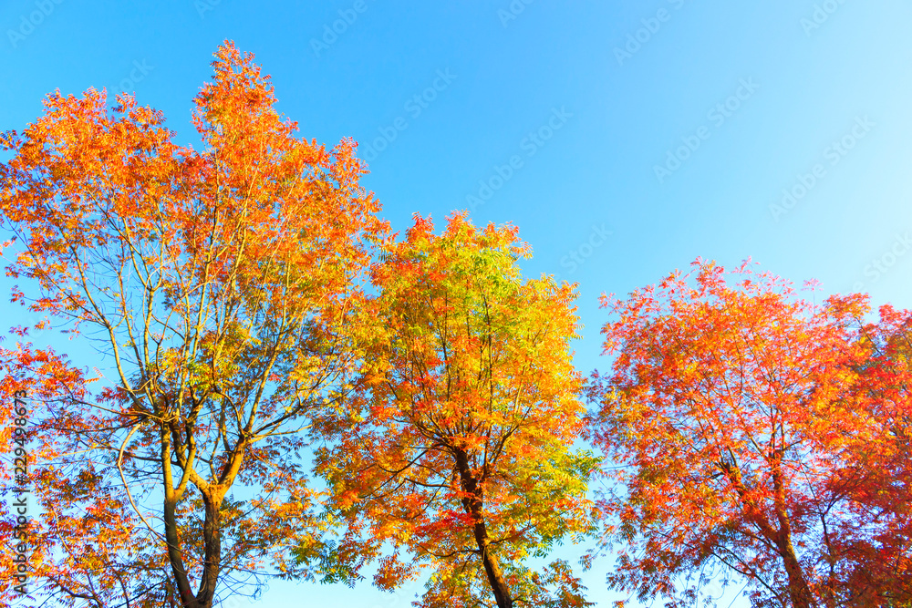 Seasonal concept: Season of beautiful autumn leaves