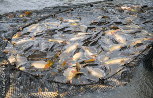 Abfischen, Karpfenteich photo