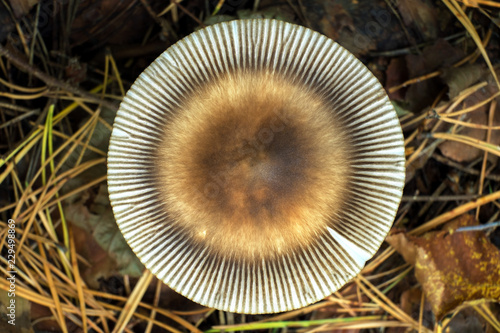 Forest mushroom cap. View from above against the background of forest bedding of pine needles.