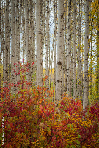 Red Osier Dogwood under Aspen in Autumn