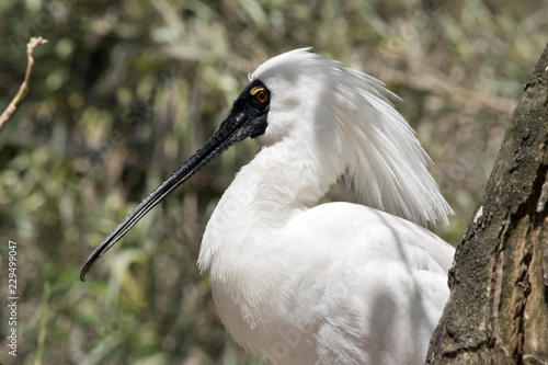 this is a close up of a royal spoonbill