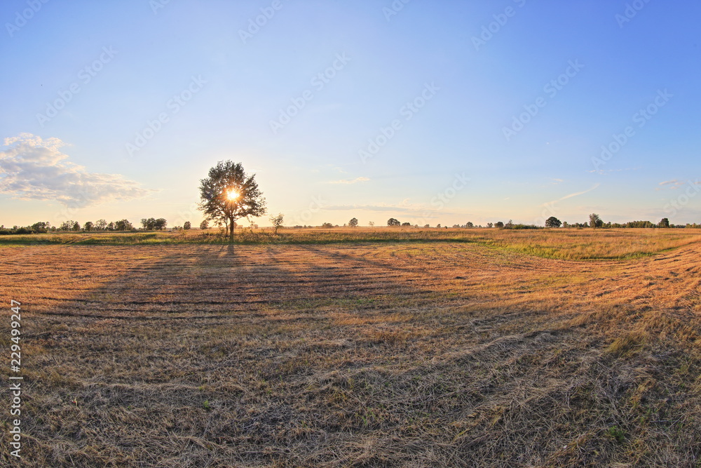 Obraz premium plowed field and tree in spring