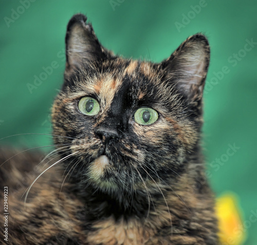 tortie shorthair cat on a green background photo