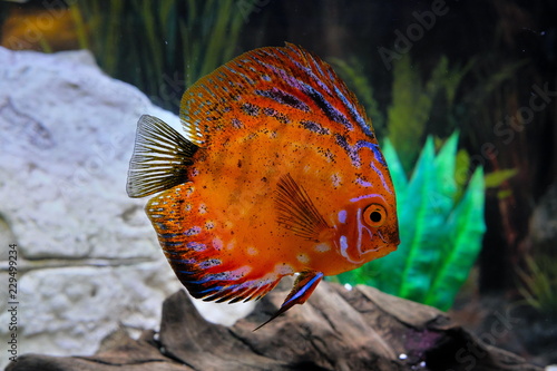 Big red discus in an aquarium