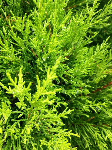 Lemon cypress branches as texture background