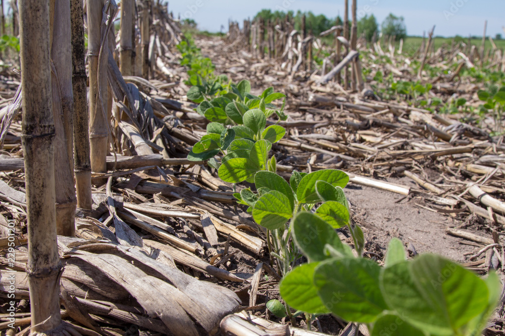 soybeans growing up through corn stover in a notill planting Stock