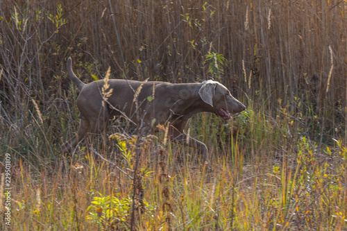 Weimaraner Jagdhund bei suche im Schilf