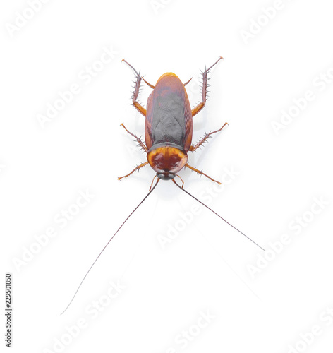 Top view a dead cockroach on white background © kanchana28
