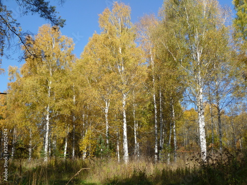 trees in autumn in Russia