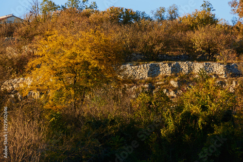 Fototapeta Naklejka Na Ścianę i Meble -  Leaves with a colors of autumn
