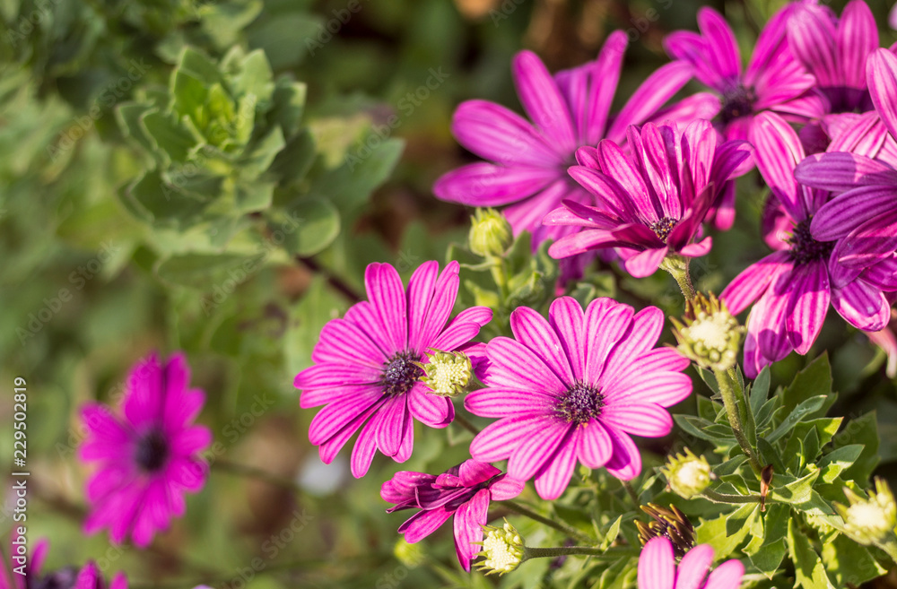Purple pink daisies in flower bed touched by morning sunlight. Selective focus. Purple pink daisies in flower bed touched by morning sunlight. Selective focus.