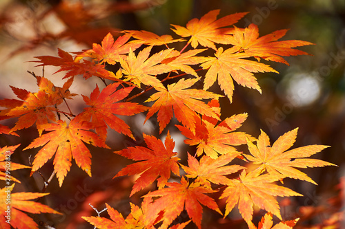 The maple red leaves of Benxi of China. photo